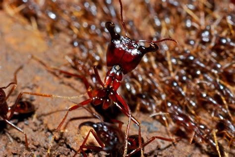 Mar 16, 2018 ... Community sampling of army ant myrmecophiles, combined with an integrated study of beetle taxonomy, unveiled the presence of four Eciton- ...
